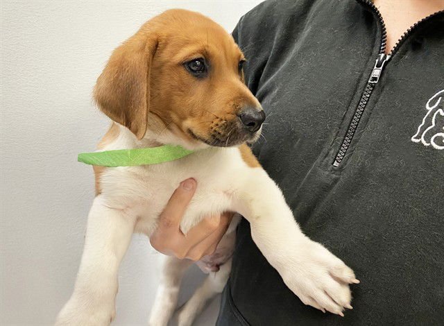 MILO - Labrador Retriever available for adoption