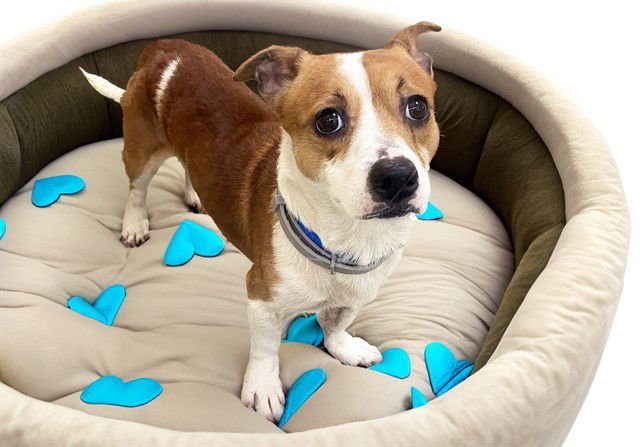 DOT - Chihuahua available for adoption