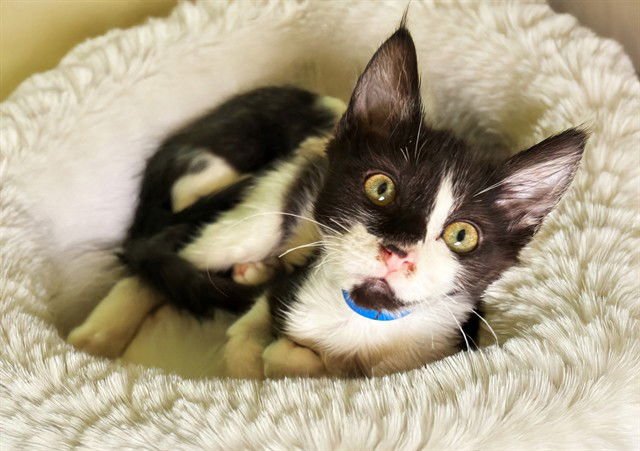 DOC HOLIDAY - Domestic Short Hair available for adoption