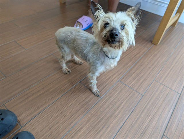 STRAY NOT AVAILABLE - Yorkshire Terrier Yorkie available for adoption