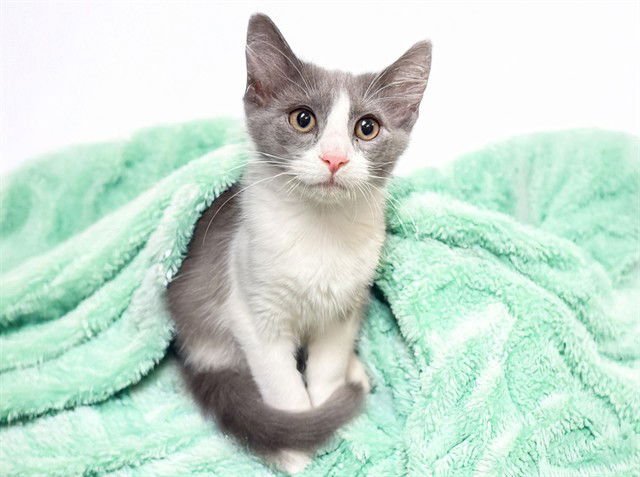 CHUCKIE - Domestic Short Hair available for adoption