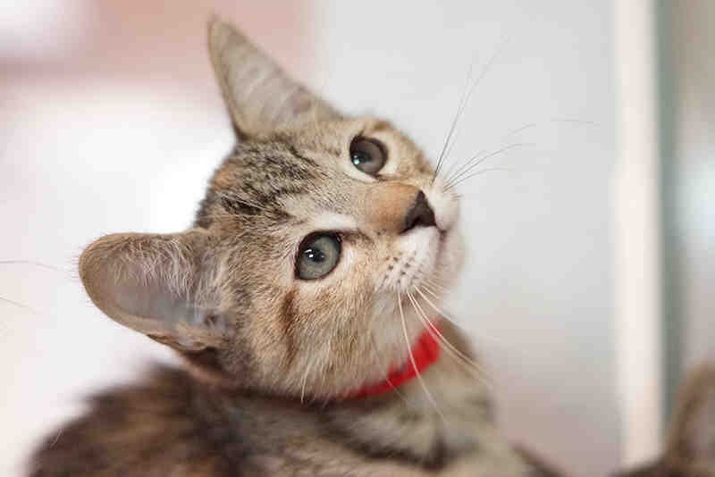 COOKIE - Domestic Short Hair available for adoption