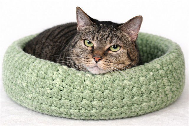 ADRIAN - Domestic Short Hair available for adoption