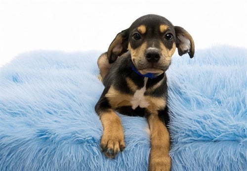 BECKHAM - Labrador Retriever available for adoption