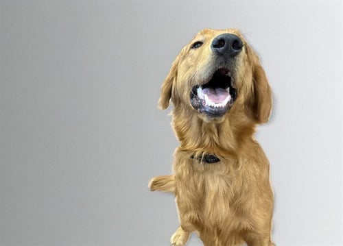 STRAY NOT AVAILABLE - Golden Retriever available for adoption