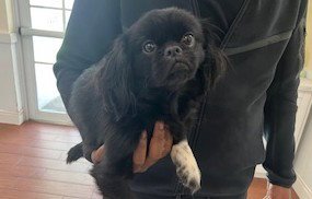 MEGAMIND - Pekingese available for adoption