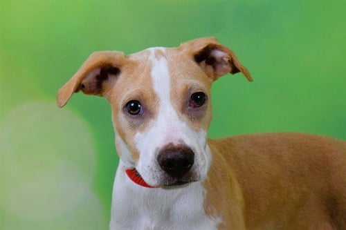 CANDY - Labrador Retriever available for adoption