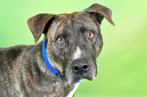 STAN - Labrador Retriever available for adoption