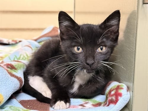 ACORN - Domestic Short Hair available for adoption
