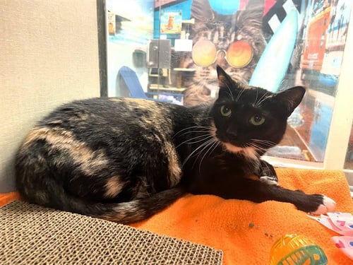 GERTRUDE - Domestic Short Hair available for adoption