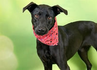 HARLIE - Photo 1