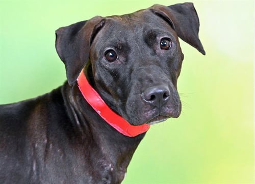 DAFFODIL - Labrador Retriever available for adoption