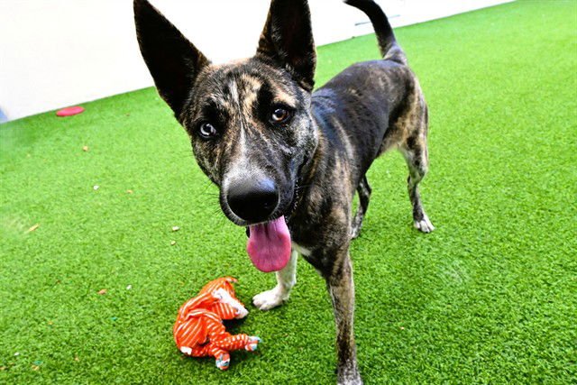 DIOR - German Shepherd Dog / Siberian Husky available for adoption