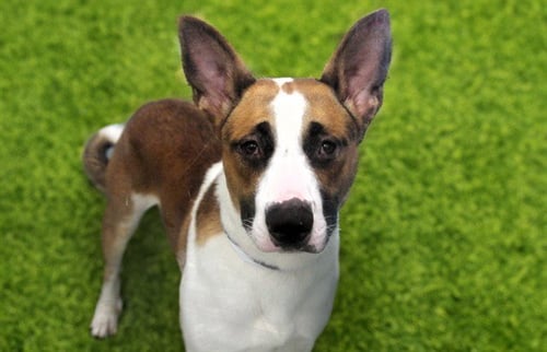 TORO - German Shepherd Dog available for adoption