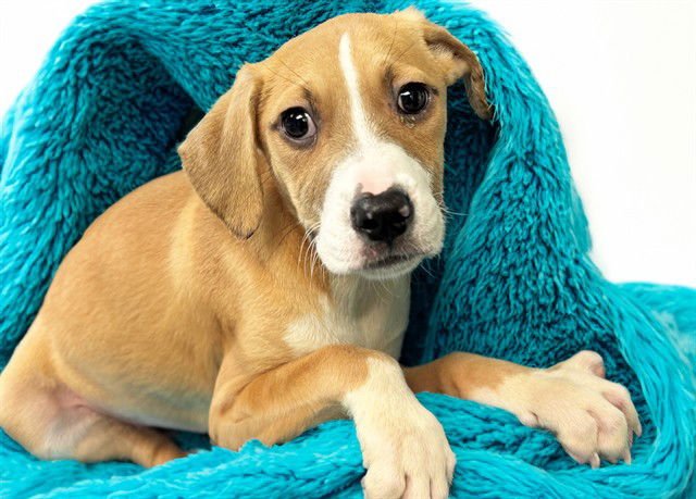 MAKO - Labrador Retriever available for adoption