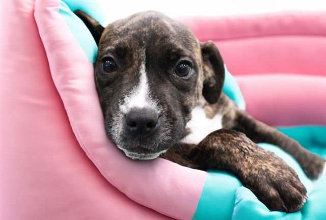 FITZ - Labrador Retriever available for adoption