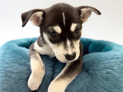 BULLDOZER - Siberian Husky available for adoption