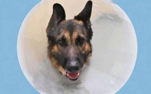 COOPER - German Shepherd Dog available for adoption