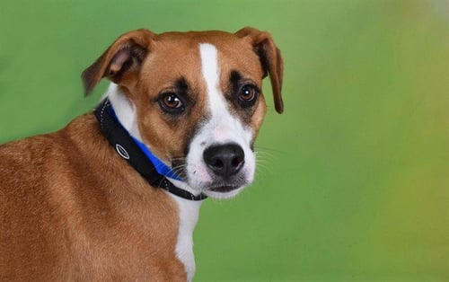 TITO - Labrador Retriever / Staffordshire Bull Terrier available for adoption