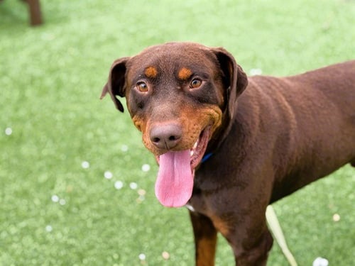 ARCHER - Doberman Pinscher available for adoption