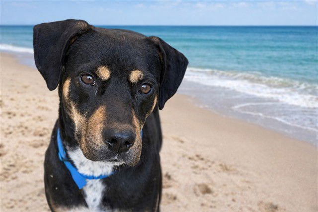 BROWS - Harrier available for adoption