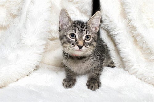 DAFFODIL - Domestic Short Hair available for adoption