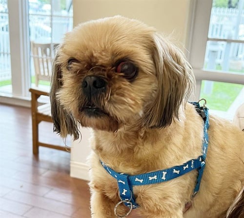STRAY NOT AVAILABLE - Shih Tzu available for adoption