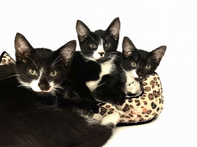 FERB - Domestic Short Hair available for adoption