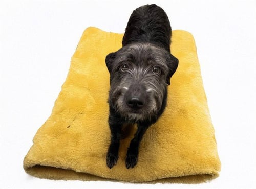 STRAY NOT AVAILABLE - Giant Schnauzer available for adoption