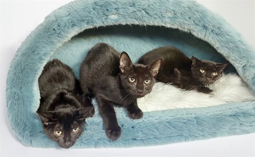 BISCOTTI - Domestic Short Hair available for adoption