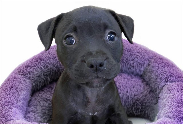 ROXY Image