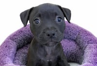 ROXY - Photo 1