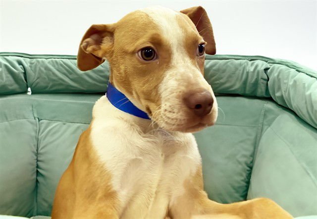 JACKSON - Labrador Retriever available for adoption