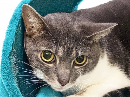 CLOUD - Domestic Short Hair available for adoption