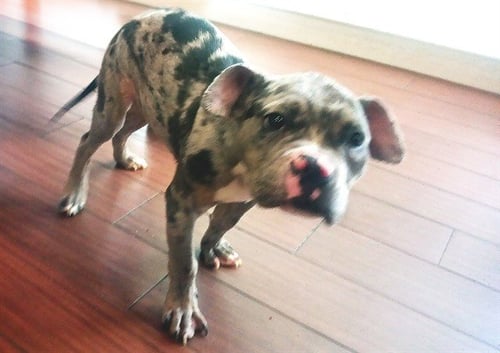 STRAY NOT AVAILABLE - American Bulldog available for adoption