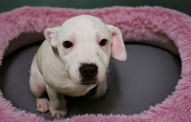 FLITCH - Labrador Retriever available for adoption