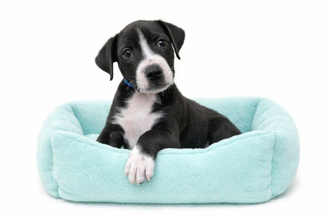 BARKOV - Labrador Retriever available for adoption