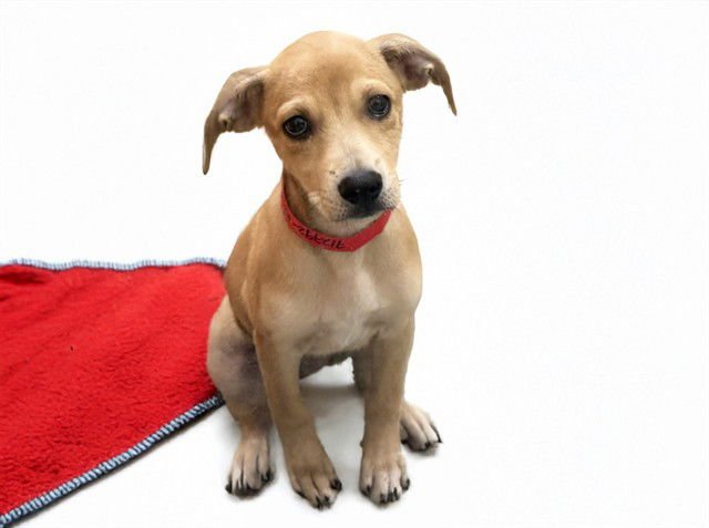 ENID - Labrador Retriever available for adoption