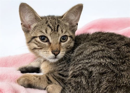 RAIN - Domestic Short Hair available for adoption