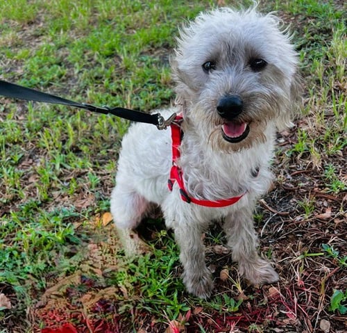 COREY - Miniature Schnauzer available for adoption