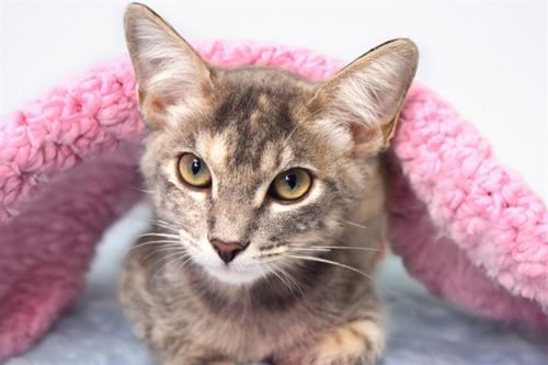 ZINNY - Domestic Short Hair available for adoption