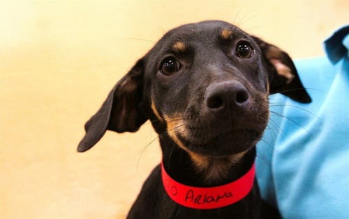 ARIANA - German Shepherd Dog available for adoption
