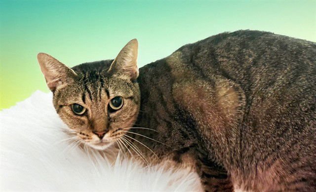 SIRI - Domestic Short Hair available for adoption