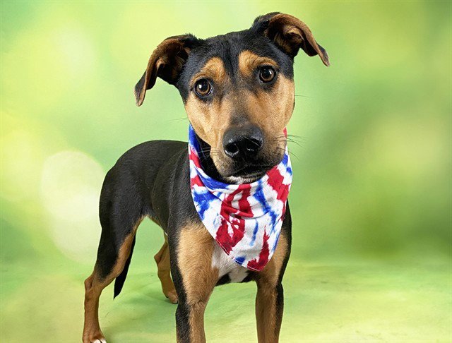 SHILO Image
