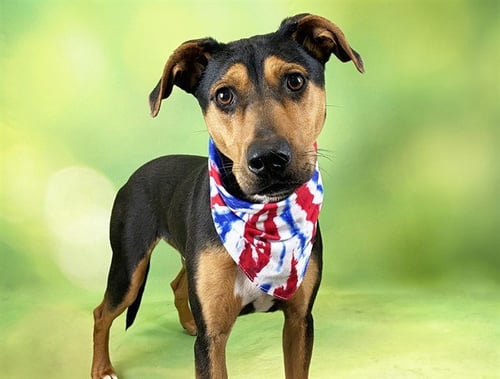 SHILO - Pointer for adoption in Davie