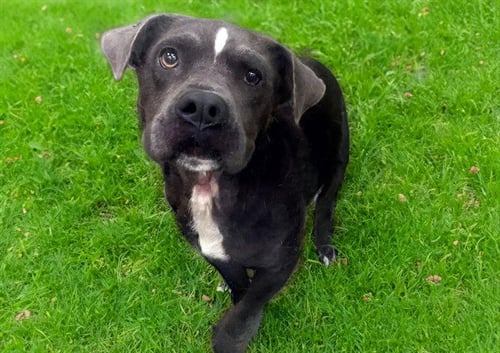 BITSY - Pit Bull Terrier available for adoption