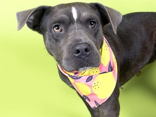 BITSY - Pit Bull Terrier available for adoption