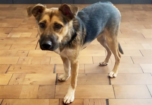 STAR - German Shepherd Dog available for adoption