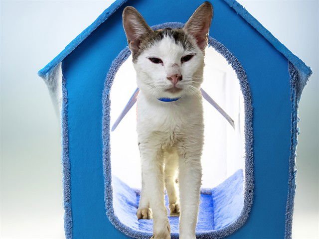 JACOB - Domestic Short Hair available for adoption