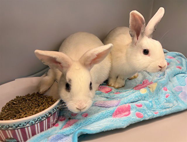 BUTTERFLY - Shorthaired Rabbit available for adoption